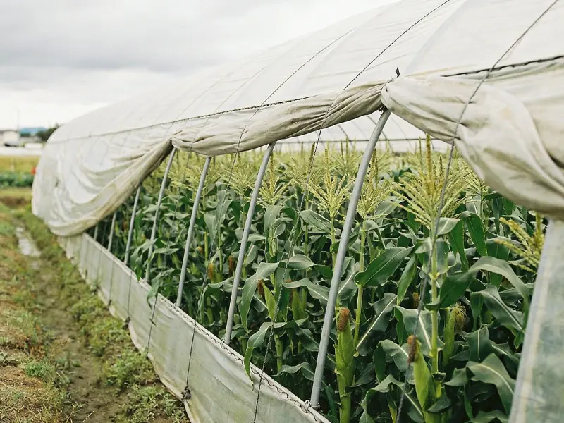 Greenhouse Temperature Controller
