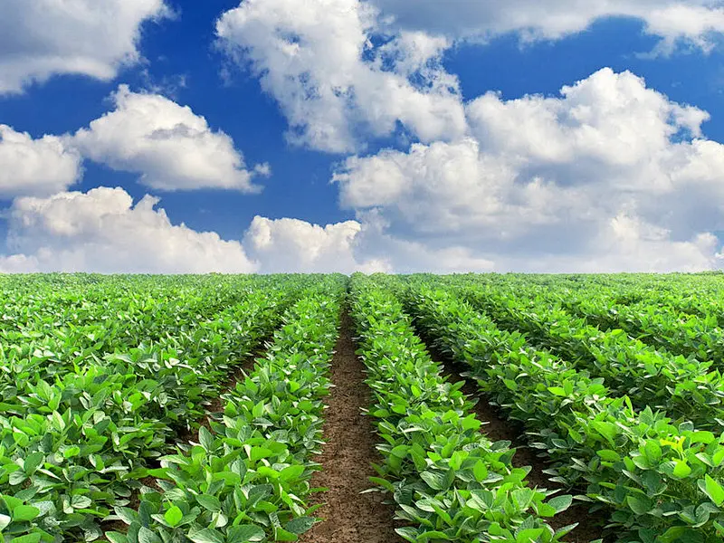 Leaf Surface Temperature and Humidity