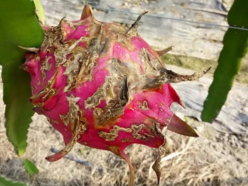 Leaf Surface Temperature and Humidity