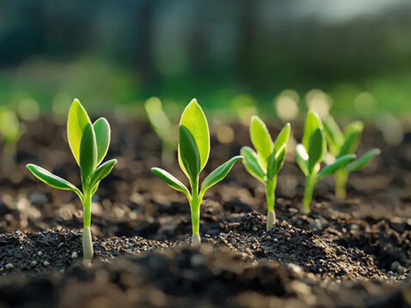 photosynthetic radiation sensor