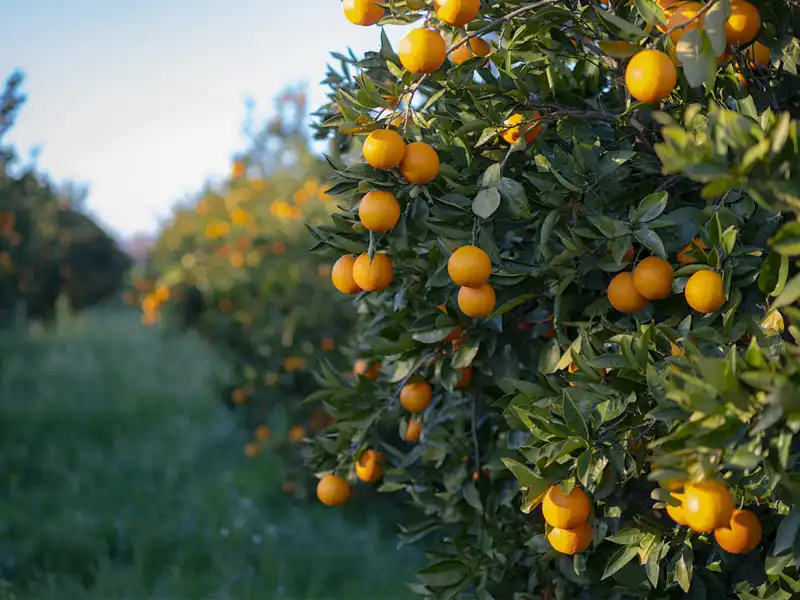 smart temperature sensor