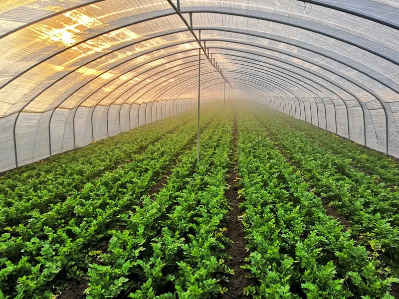 capacitive rain sensor