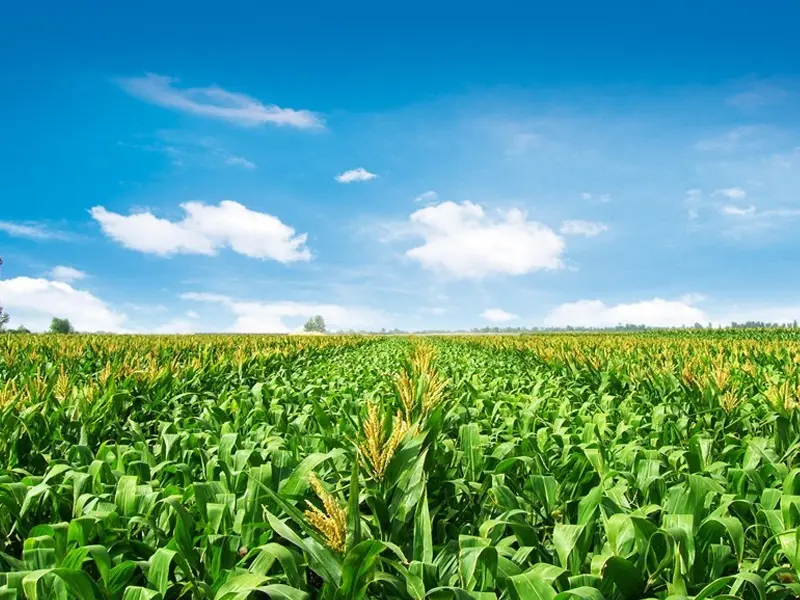 XF600 Meteorological Sensor