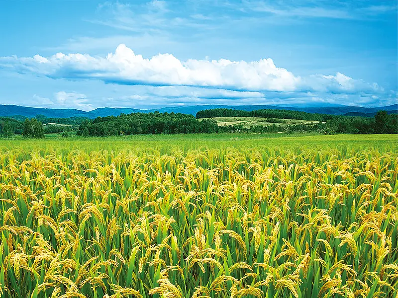 automatic weather station with piezo rainfall sensor