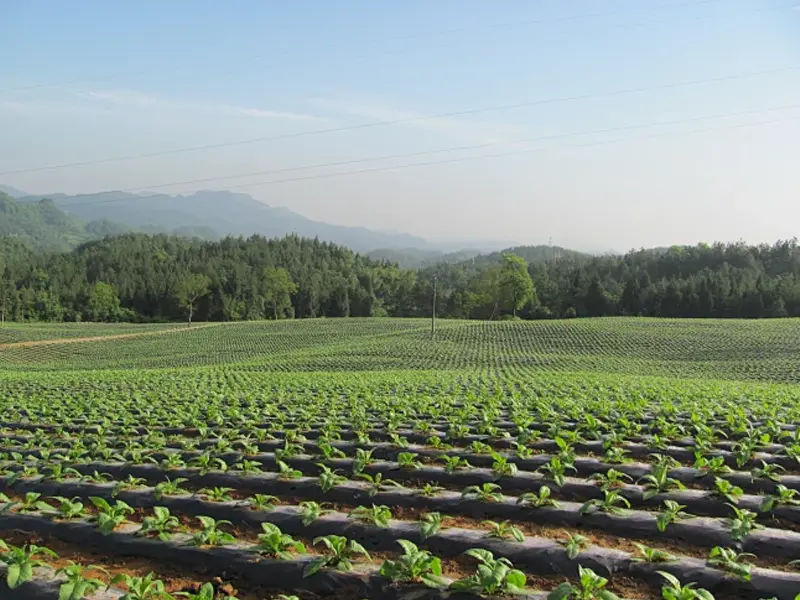 mini-weather-station-applications