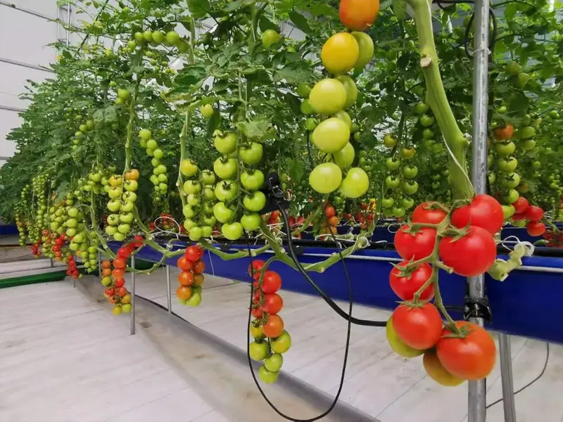 smart insect monitoring light